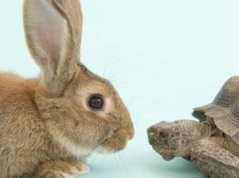 Educating the Tortoise and the Hare at Home