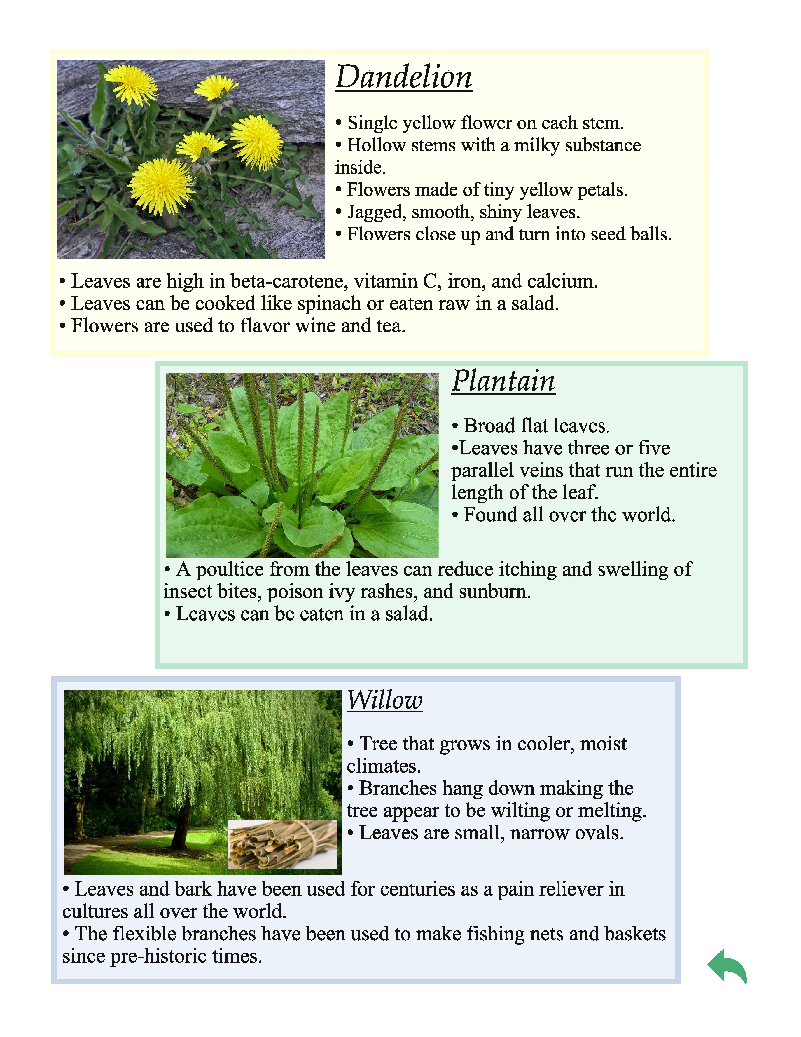 Children of the Longhouse Unit Study - Image 9