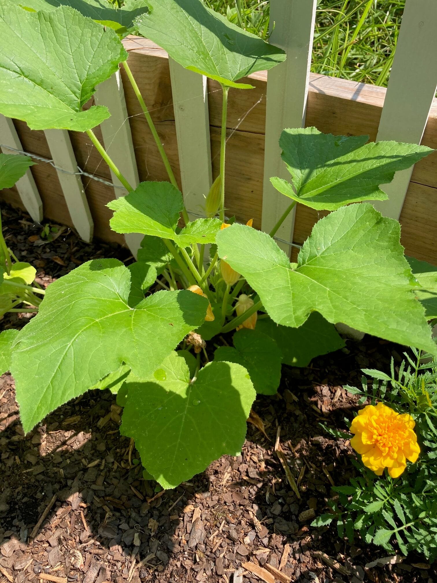 Teaching Horticulture at Home